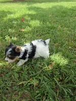 TINY ANDERS YORKIPOO, a male Yorkipoo for sale in Bowling Green, KY – 10 of 10