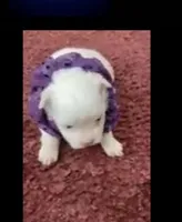 Sherri, a female Maltese for sale in Bowling Green, KY – 6 of 9