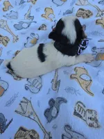 DANDY TINY YORKIE MALE, a male Yorkshire Terrier for sale in Bowling Green, KY – 4 of 8