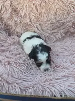PIGEON YORKIPOO GIRL, a female Yorkipoo for sale in Bowling Green, KY – 10 of 10