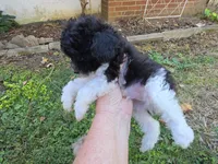WIXBY TINY PARTI SCHNOODLE BOY, a male Schnoodle for sale in Bowling Green, KY – 5 of 10