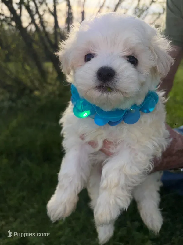 BLUE JAY BLUE COLLAR – Maltese puppy for sale in Bowling Green, KY