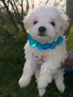 BLUE JAY BLUE COLLAR, a male Maltese for sale in Bowling Green, KY – Photo 1 of 2