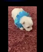 Shawn, a male Maltese for sale in Bowling Green, KY – 2 of 7