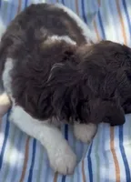 DARK CHOCOLATE PARTI, a male Schnoodle for sale in Bowling Green, KY – 10 of 10