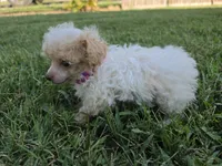 KELLY TEACUP POODLE, a female Poodle - Toy  for sale in Bowling Green, KY – 4 of 10