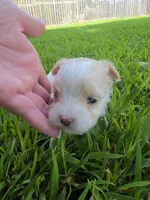 MORKIPOO APRICOT PARTI GIRL, a female Poodle - Toy  and Morkie for sale in Bowling Green, KY – 7 of 10