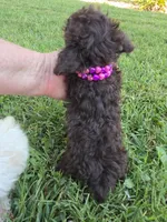 KAYLEE TEACUP POODLE, a female Poodle - Toy  for sale in Bowling Green, KY – 6 of 10