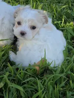 PRISSY MORKIPOO GIRL, a female Yorkipoo and Maltese for sale in Bowling Green, KY – 2 of 9