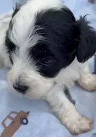 BANDIT HAVAPOO MIX, a male Yorkshire Terrier and Havapoo for sale in Bowling Green, KY – 8 of 9