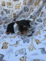 PADDEN YORKIPOO MALE, a male Yorkipoo for sale in Bowling Green, KY – 4 of 7