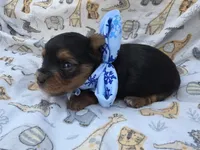PATTEN YORKIPOO MALE, a male Yorkipoo for sale in Bowling Green, KY – 2 of 10