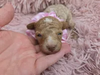 MARISOL CREAMY APRICOT, a female Poodle - Miniature  for sale in Bowling Green, KY – Photo 5 of 9