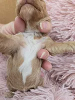 MARISOL CREAMY APRICOT, a female Poodle - Miniature  for sale in Bowling Green, KY – Photo 8 of 9