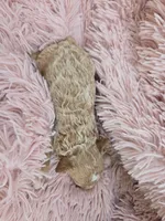 MARISOL CREAMY APRICOT, a female Poodle - Miniature  for sale in Bowling Green, KY – Photo 9 of 9