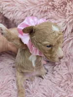 MARISOL CREAMY APRICOT, a female Poodle - Miniature  for sale in Bowling Green, KY – Photo 7 of 9