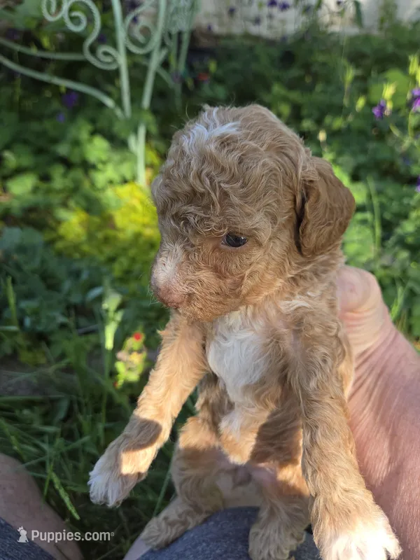 MARISOL CREAMY APRICOT – Poodle - Miniature  puppy for sale in Bowling Green, KY