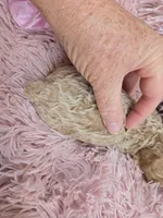 MARISOL CREAMY APRICOT, a female Poodle - Miniature  for sale in Bowling Green, KY – Photo 4 of 9