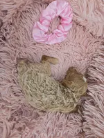 MARISOL CREAMY APRICOT, a female Poodle - Miniature  for sale in Bowling Green, KY – Photo 2 of 9