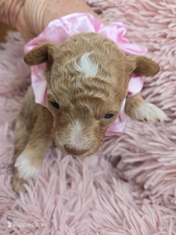 MARISOL CREAMY APRICOT – Poodle - Miniature  puppy for sale in Bowling Green, KY