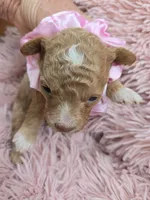 MARISOL CREAMY APRICOT, a female Poodle - Miniature  for sale in Bowling Green, KY – Photo 1 of 9