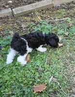 WIXBY TINY PARTI SCHNOODLE BOY, a male Schnoodle for sale in Bowling Green, KY – 7 of 10