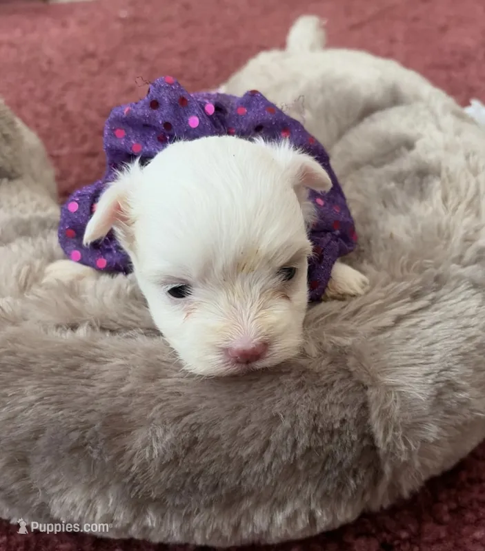 Sherri – Maltese puppy for sale in Bowling Green, KY