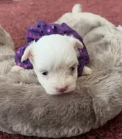 Sherri, a female Maltese for sale in Bowling Green, KY – 1 of 9