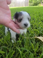 MORKIPOO TRI-COLORED, a male Poodle - Toy  and Morkie for sale in Bowling Green, KY – 8 of 10