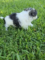 PAXTON MORKIPOO BOY, a male Yorkipoo and Maltese for sale in Bowling Green, KY – 7 of 10