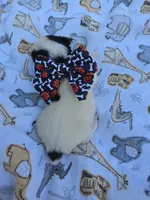 DANDY TINY YORKIE MALE, a male Yorkshire Terrier for sale in Bowling Green, KY – 8 of 8