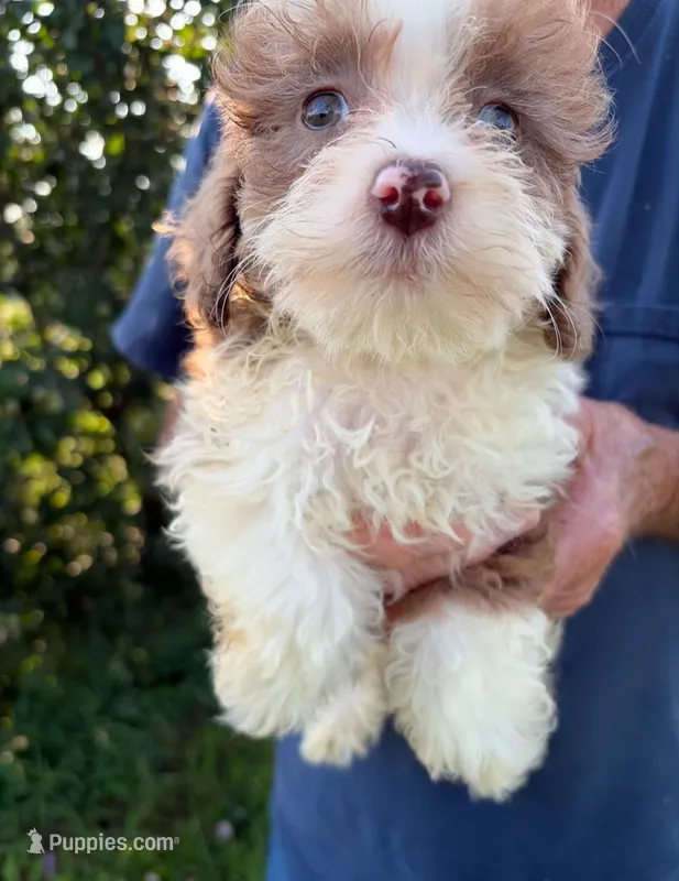 HANDSOME MERLE BOY – Schnoodle puppy for sale in Bowling Green, KY