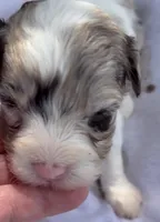 STUNNING MERLE GIRL, a female Schnoodle for sale in Bowling Green, KY – 2 of 8