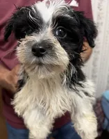OH MY HEART YORKIPOO MIX, a male Yorkshire Terrier and Havapoo for sale in Bowling Green, KY – 4 of 4