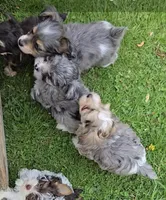 MY SHY GUY, a male Yorkipoo for sale in Bowling Green, KY – Photo 5 of 5