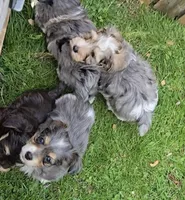 MY SHY GUY, a male Yorkipoo for sale in Bowling Green, KY – Photo 4 of 5