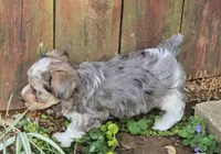 MY SHY GUY, a male Yorkipoo for sale in Bowling Green, KY – Photo 2 of 5