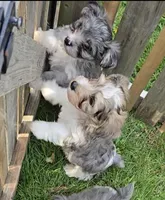 MY SHY GUY, a male Yorkipoo for sale in Bowling Green, KY – Photo 3 of 5