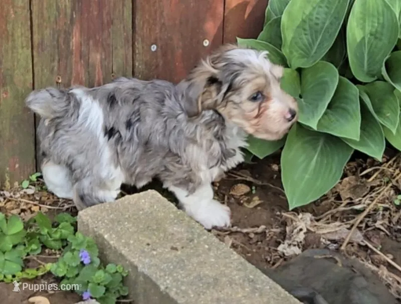 MY SHY GUY – Yorkipoo puppy for sale in Bowling Green, KY