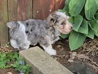 MY SHY GUY, a male Yorkipoo for sale in Bowling Green, KY – Photo 1 of 5