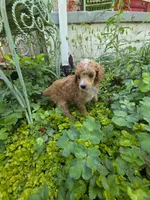 PARASOL LIGHT RED, a female Poodle - Miniature  for sale in Bowling Green, KY – 10 of 10