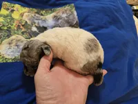 processed/844001df-3b33-4581-88ba-4a3c4687e6c0/listing/5ad0ccee-c99b-49ef-bf1f-de82342e0801/d68ea370-b382-44d4-9814-b5a370cd9e77