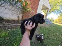 WILTON BLACK SCHNOODLE BOY, a male Schnoodle for sale in Bowling Green, KY – 1 of 9