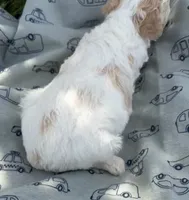 APRICOT MERLE PARTI BOY, a male Schnoodle for sale in Bowling Green, KY – 4 of 8