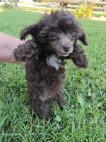 KAYLEE TEACUP POODLE, a female Poodle - Toy  for sale in Bowling Green, KY – 5 of 10