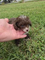 DAINTY TINY TEACUP GIRL, a female Poodle - Toy  for sale in Bowling Green, KY – 4 of 10