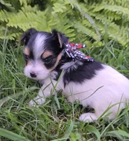 ABNER & BUBBLES TINY BOY, a male Morkie for sale in Bowling Green, KY – 3 of 10