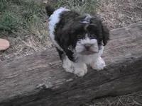TIPPER CHOCOLATE PARTI BOY, a male Schnoodle for sale in Bowling Green, KY – 4 of 6