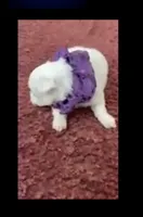 Sherri, a female Maltese for sale in Bowling Green, KY – 9 of 9