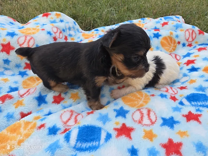 DIGBY LITTLE YORKIE BOY – Yorkshire Terrier puppy for sale in Bowling Green, KY